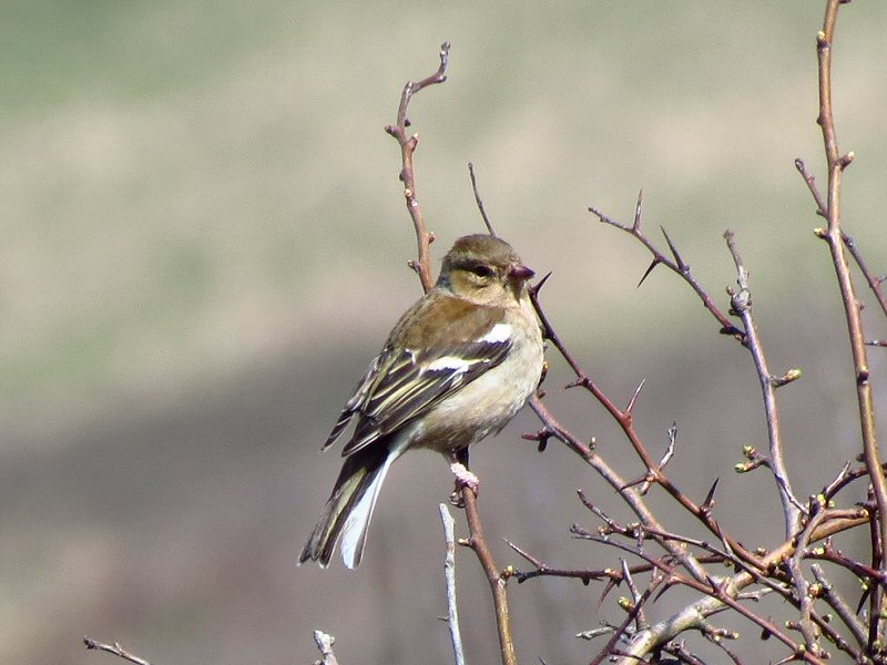 Female Chaffinch - Rame Head