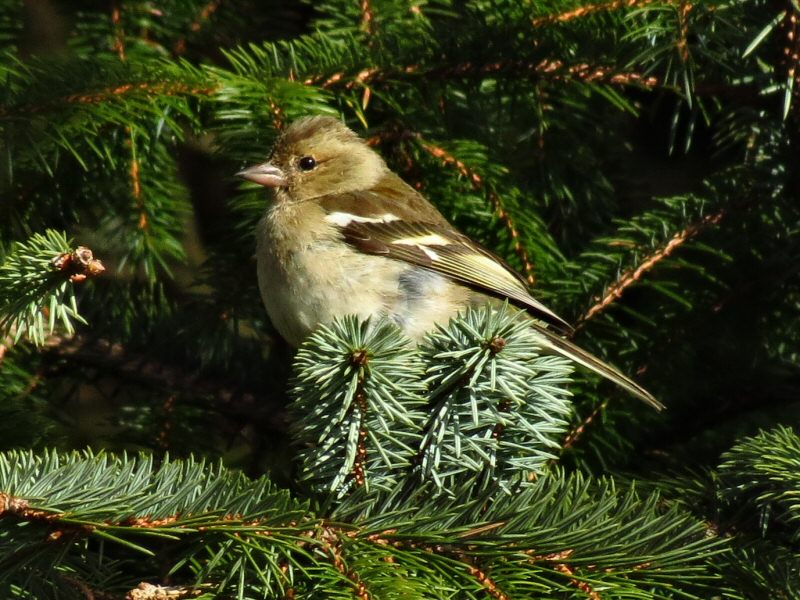 Female Chaffinch - Dartmoor