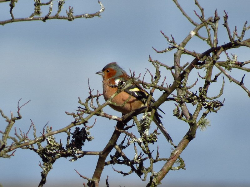 Chaffinch - Dartmoor