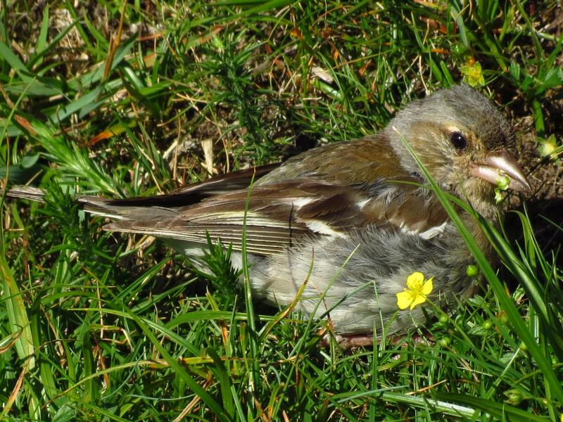 Female Chaffinch - Dartmoor