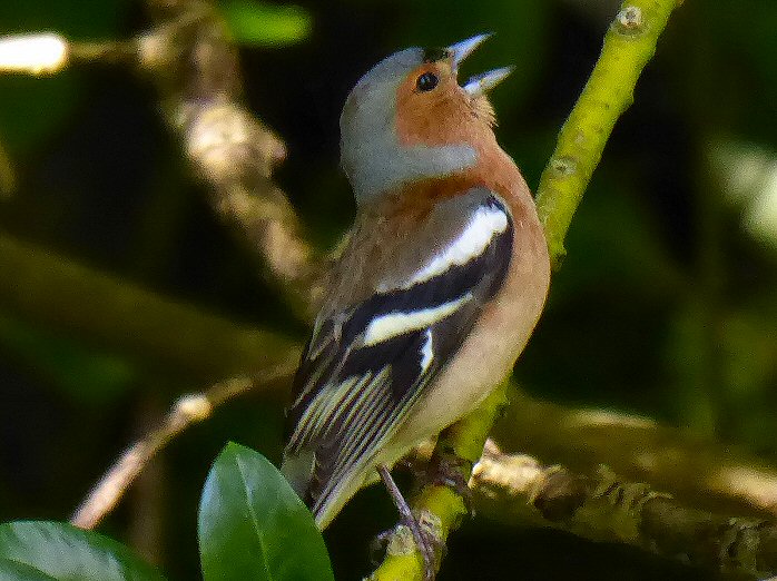 Chaffinch - Saltram