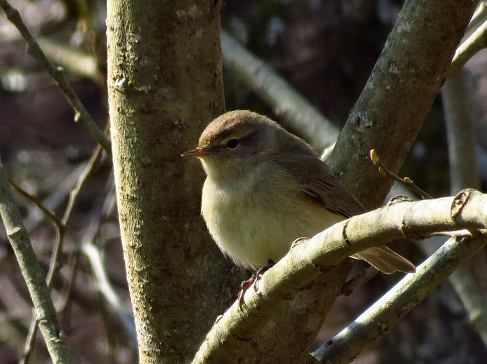 Chiffchaff