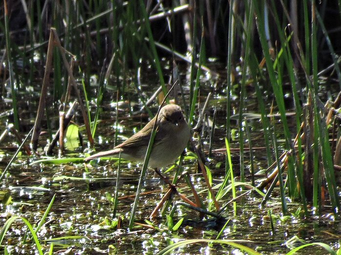 Chiffchaff