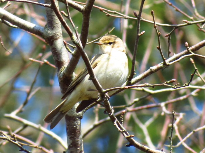 Chiffchaff