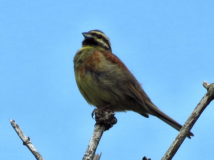 Cirl Bunting