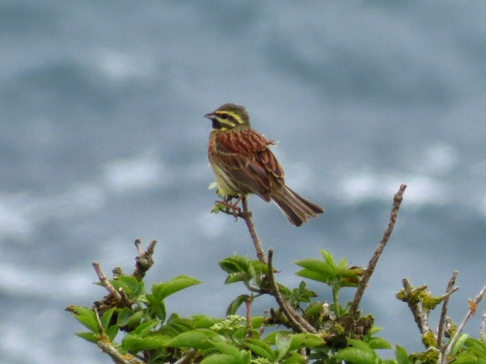 Cirl Bunting