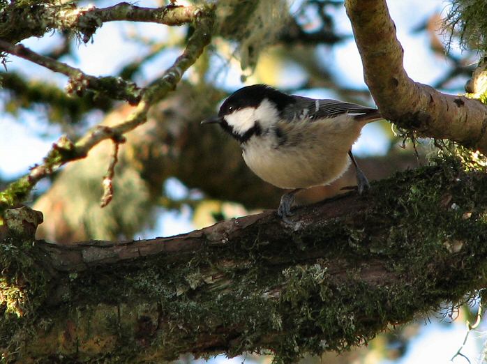 Coal Tit - Dartmoor