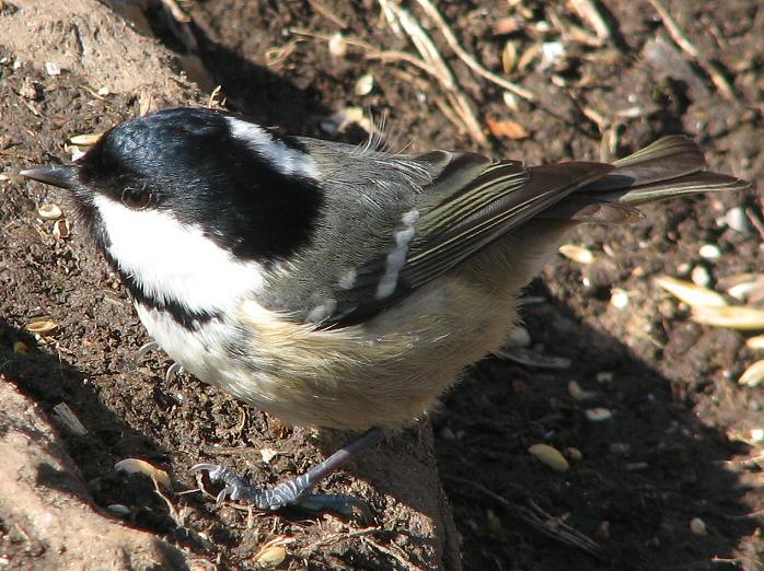 Coal Tit - Dartmoor