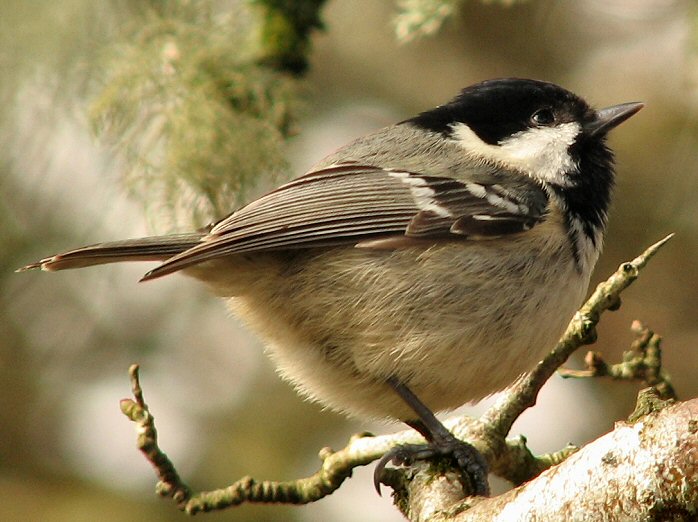 Coal Tit, Dartmoor