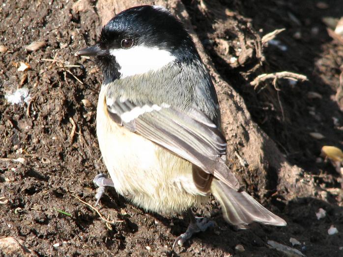 Coal Tit - Dartmoor