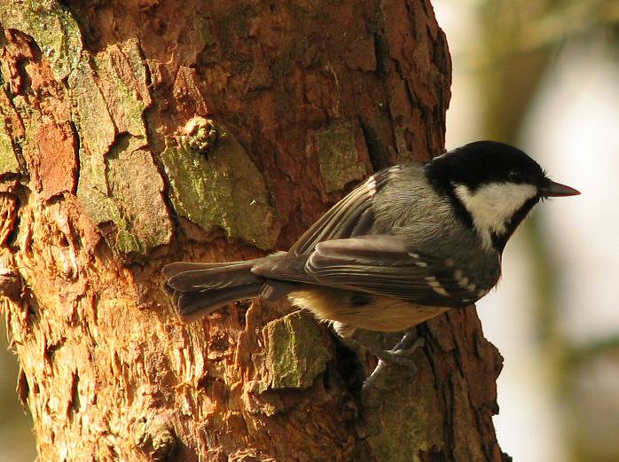 Coal Tit, Dartmoor