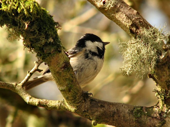 Coal Tit, Dartmoor