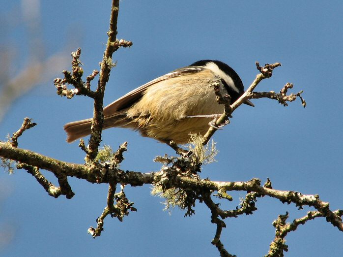 Coal Tit, Dartmoor