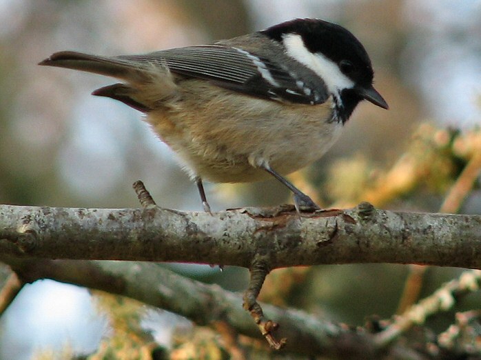 Coal Tit, Dartmoor