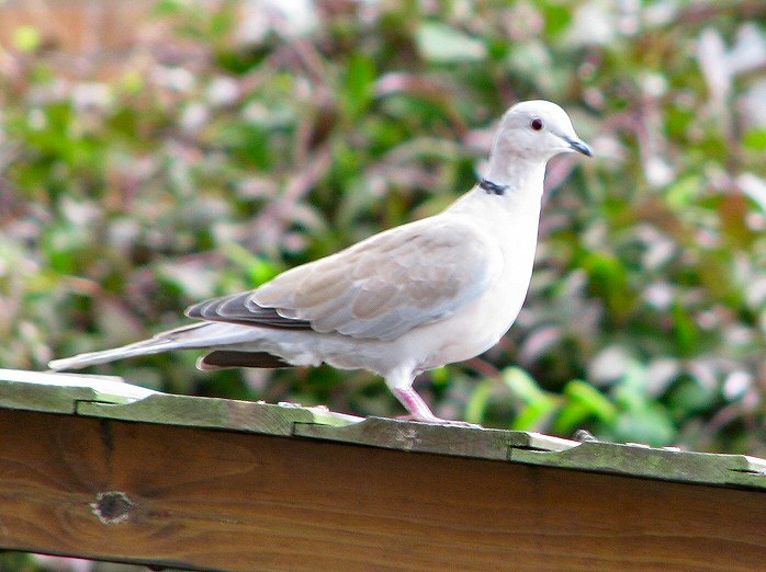 Collared Dove