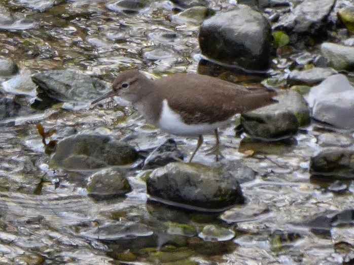 Common Sandpiper