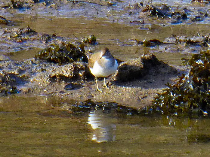 Common Sandpiper