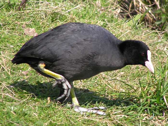 Coot, Slapton Ley