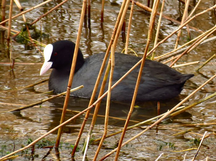 Coot, Slapton Ley