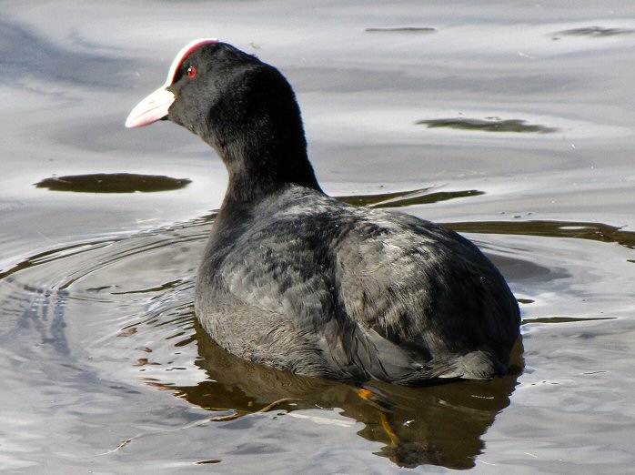 Coot, Slapton Ley