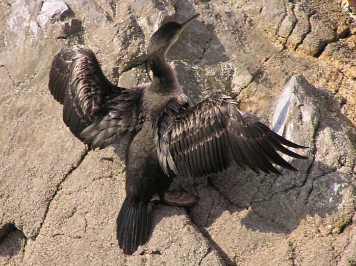 Cormorant, Plymouth Hoe