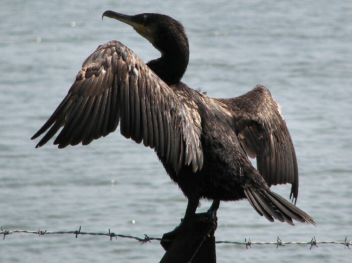 Cormorant - Slapton Ley