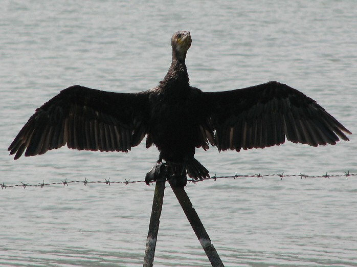 Cormorant - Slapton Ley