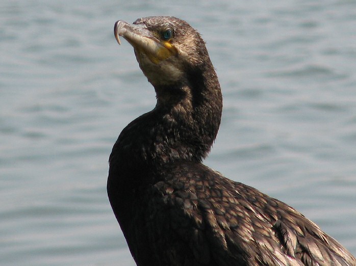 Cormorant - Slapton Ley