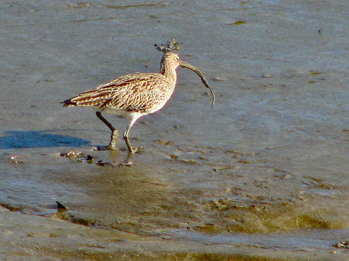 Curlew, Bowcombe Creek