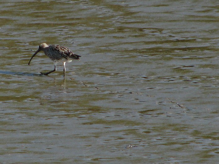 Curlew, Bowcombe Creek