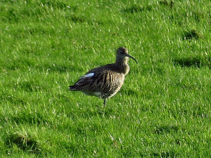 Curlew - Plym Estuary