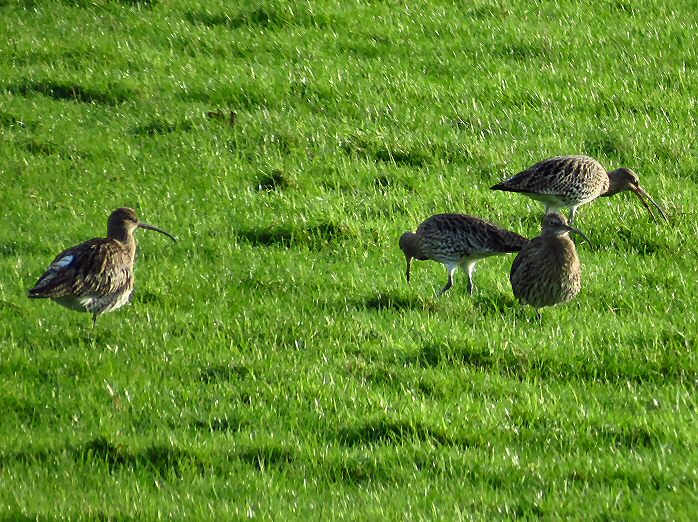 Curlew - Plym Estuary