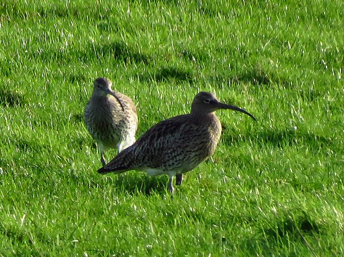 Curlew - Plym Estuary