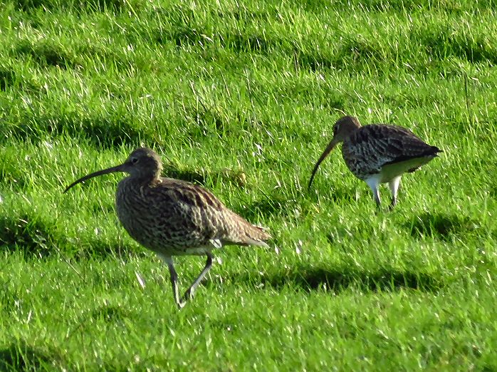 Curlew - Plym Estuary