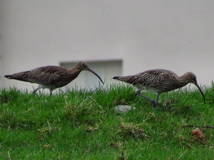 Curlew - Saltram Park