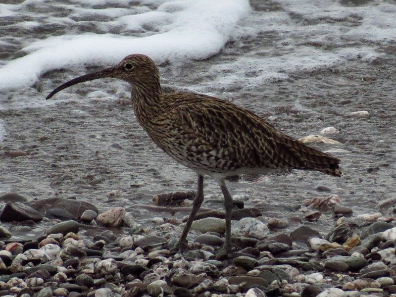 Curlew - Wembury, South Devon