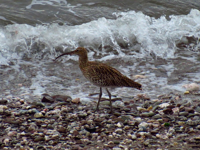 Curlew - Wembury, South Devon