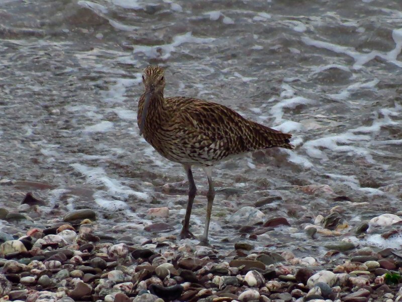 Curlew - Wembury, South Devon