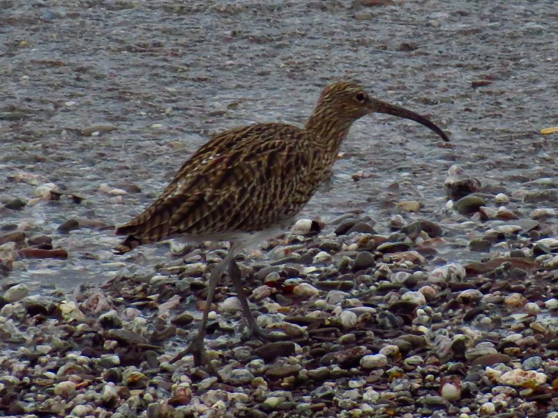 Curlew - Wembury, South Devon