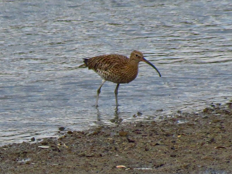 Curlew - River Plym Estuary, South Devon