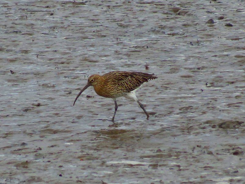 Curlew - River Plym Estuary, South Devon