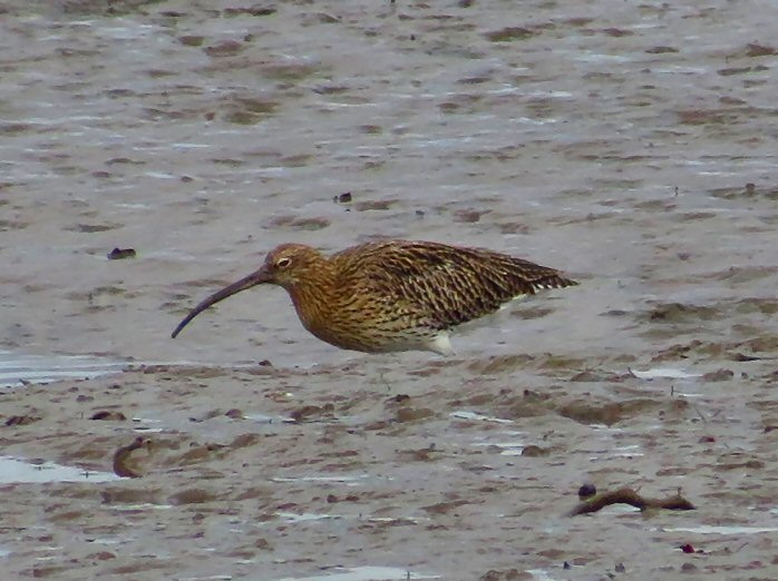 Curlew - River Plym Estuary