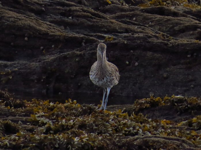 Curlew - Hannafore