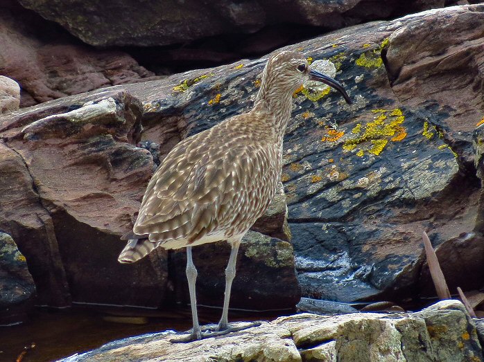 Curlew - Wembury, Devon