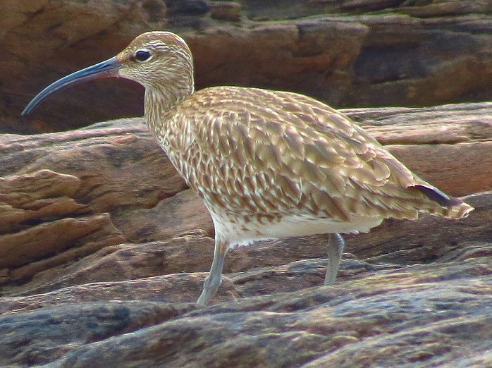 Curlew - Wembury, Devon