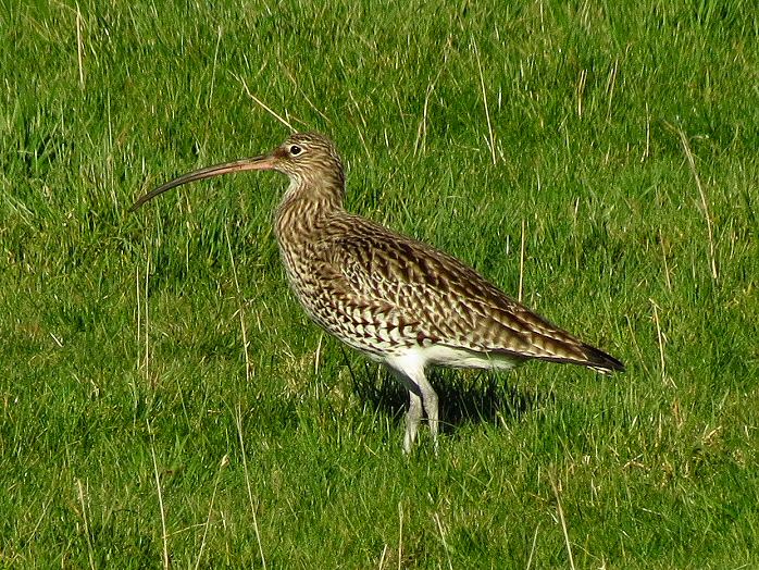 Curlew