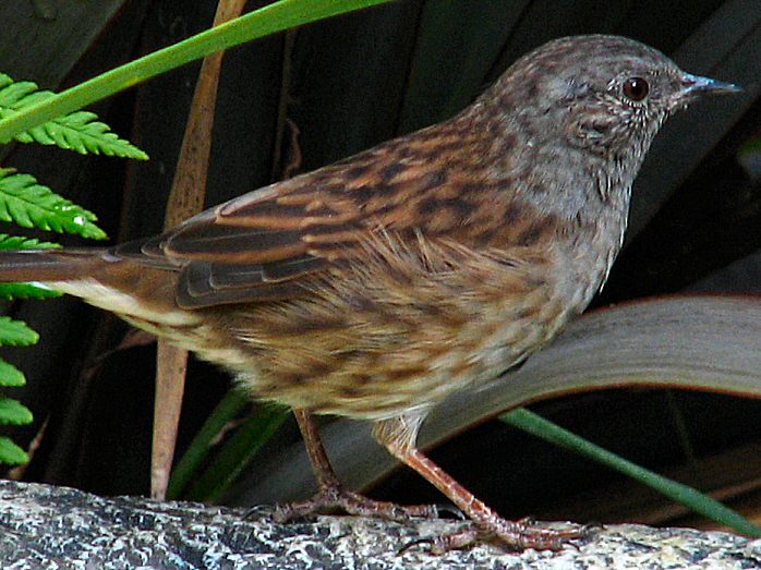 Dunnock