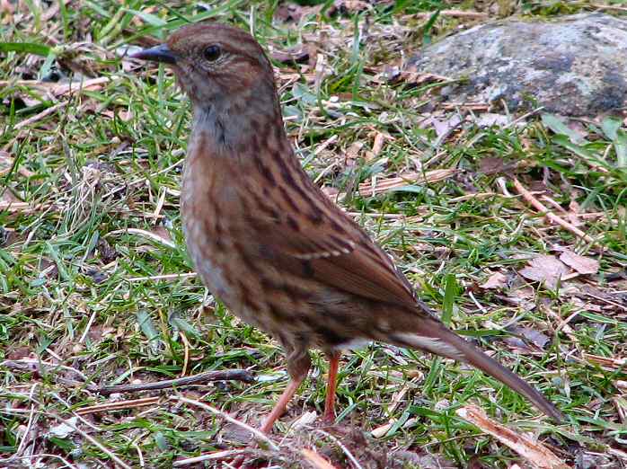 Dunnock