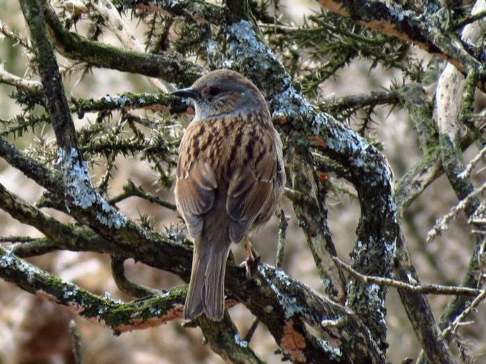 Dunnock