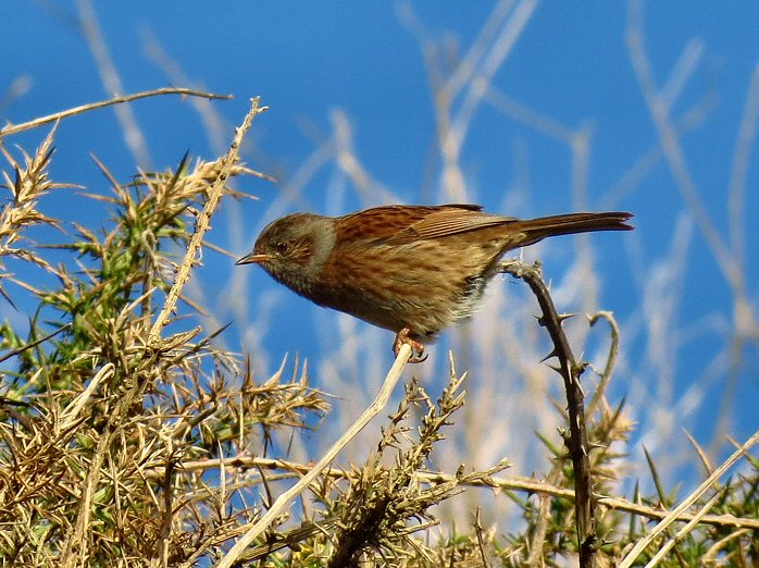 Dunnock